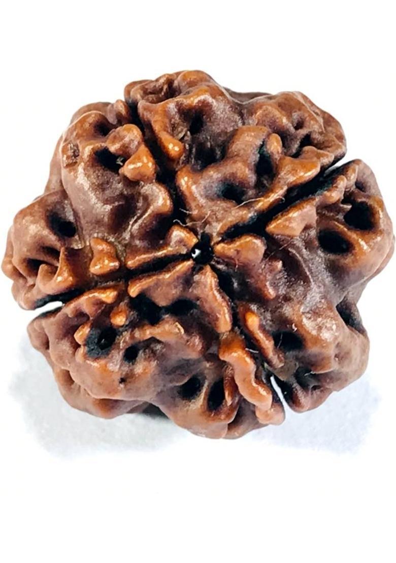 MAHADEVDEPSTORE Nepali 4 Mukhi/ Four Face Rudraksha / Chatur Mukhi Rudraksha (Size 16-22mm) Wood - Indya