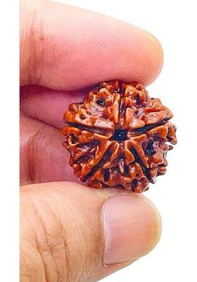 Shivalays Original 5 Mukhi Nepali Rudraksha 100% Original Rudraksha with Lab Report Wood