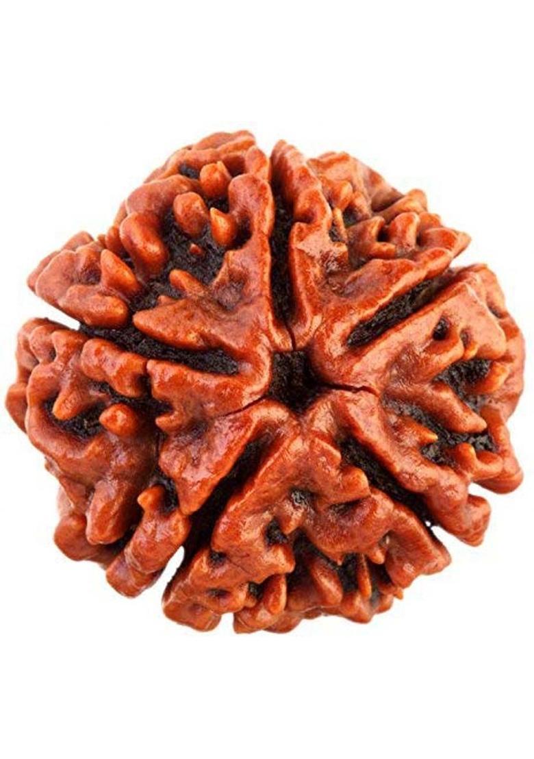 Shivalays Original 5 Mukhi Nepali Rudraksha 100% Original Rudraksha with Lab Report Wood - Indya