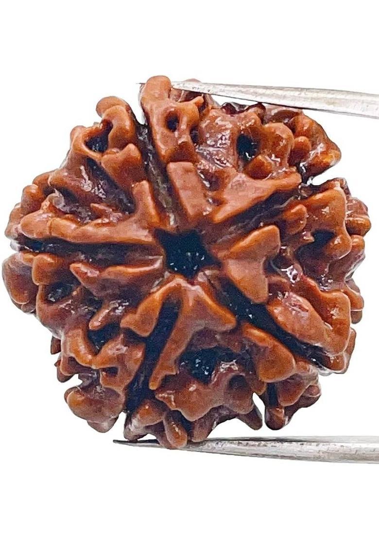 Shivalays Original 5 Mukhi Nepali Rudraksha 100% Original Rudraksha with Lab Report Wood - Indya