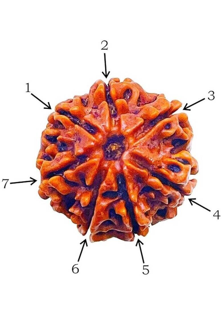 Divine rudras Pure 7 Mukhi Nepali Rudraksha Original seven faced rudraksha with beautness Wood Pendant - Indya