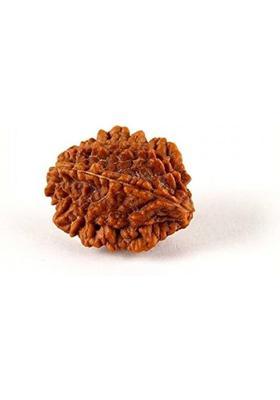 DIVINE SOUVENIRS Two Mukhi Rudraksha Certified/Original 2 Mukhi Rudraksh/Natural Wood Pendant