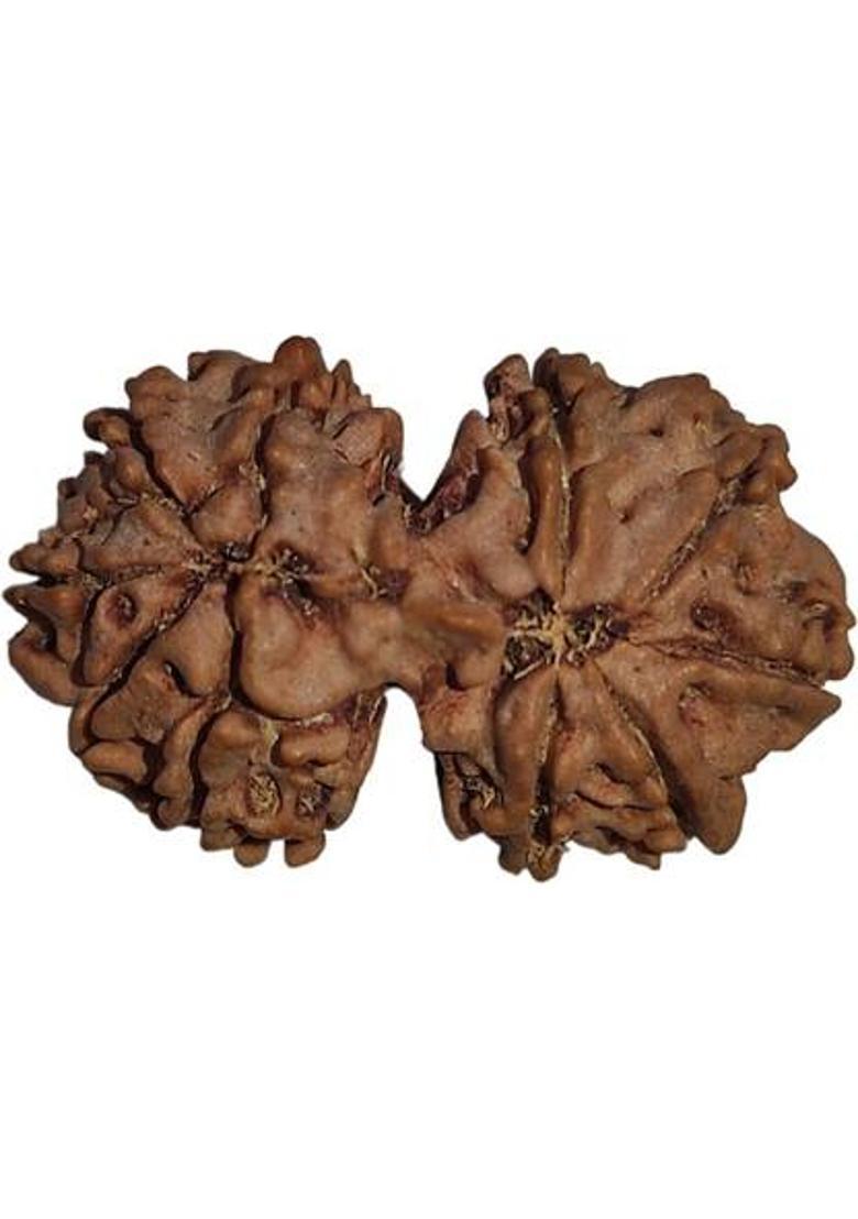 Nepali Rudraksha Ganesha Rudraksha 7 Mukhi Original IGL Certified | By Nepali Rudraksha | Mother of Pearl - Indya