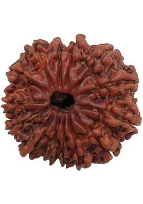 Vegga 14 mukhi rudraksha /14 mukhi nepali 100%pure Wood