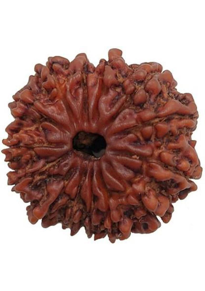 Vegga 14 mukhi rudraksha /14 mukhi nepali 100%pure Wood - Indya