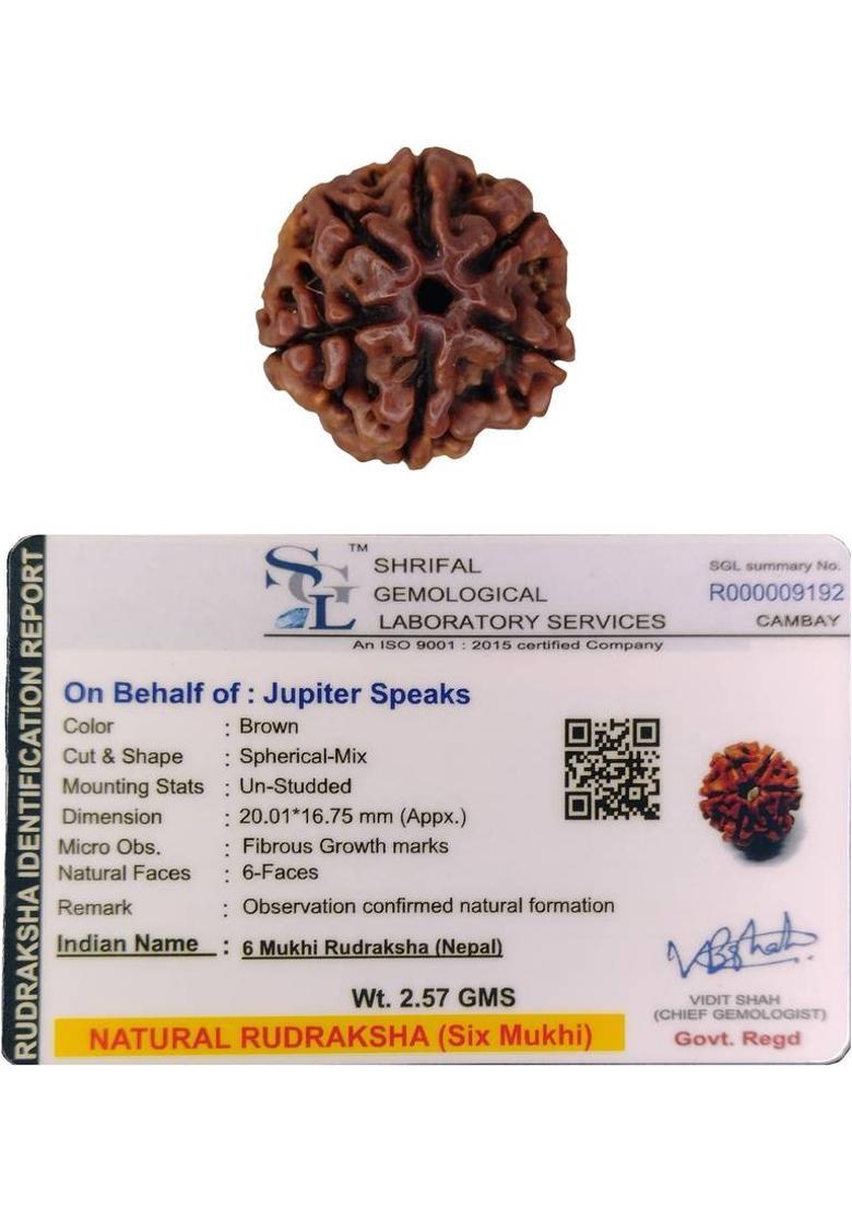 jupiter speaks 6 Mukhi Rudraksha Nepali 20-21 mm Size With Lab Certificate Natural Brown Color Wood Pendant - Indya