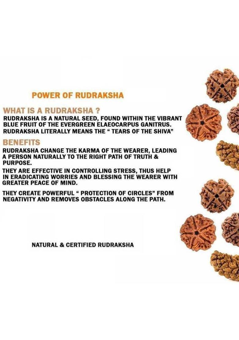 Rudraksham 5 Mukhi Nepali Rudraksha Five Face Rudraksh With Original Quality Assurance Certificate Mantra Sidha Natural and Original With Red Thread Wood Pendant - Indya