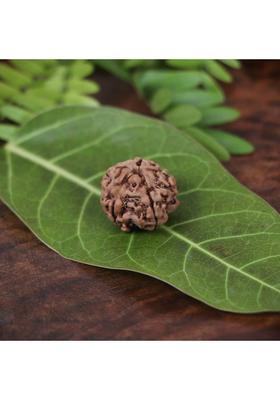 Squareknot Certified Nepali 5 Mukhi Rudraksha Five face Rudraha with Certificate Beads Wood Locket Set