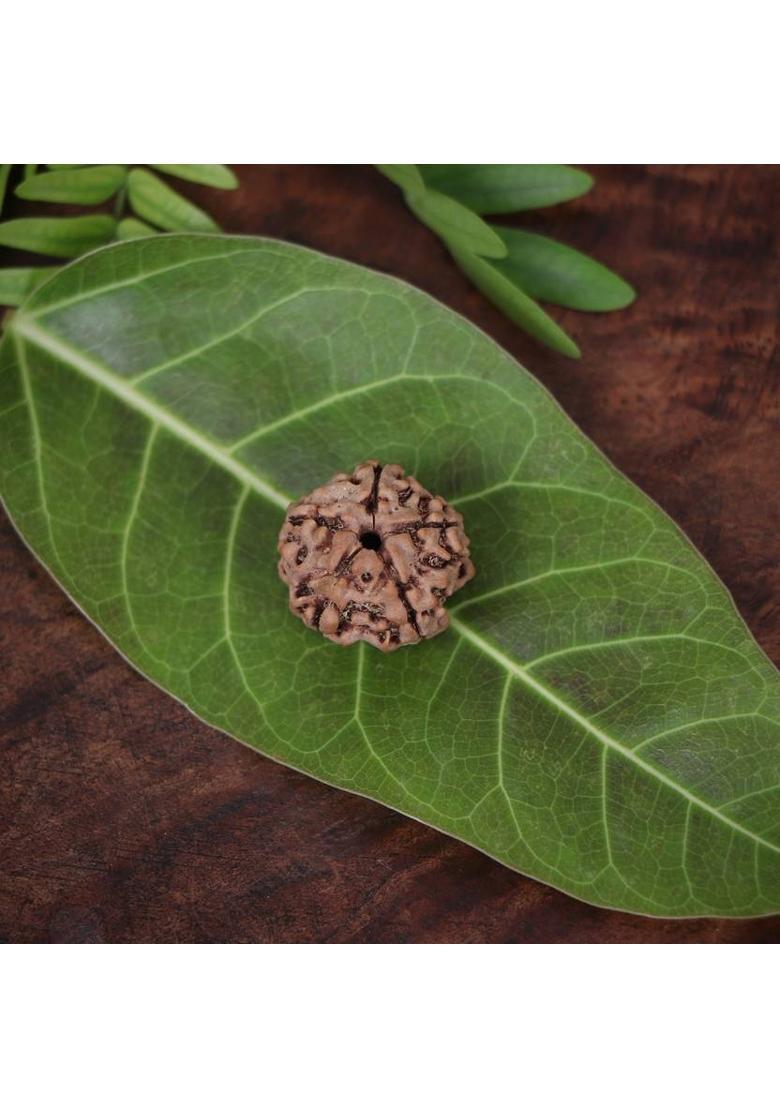 Squareknot Certified Nepali 5 Mukhi Rudraksha Five face Rudraha with Certificate Beads Wood Locket Set - Indya