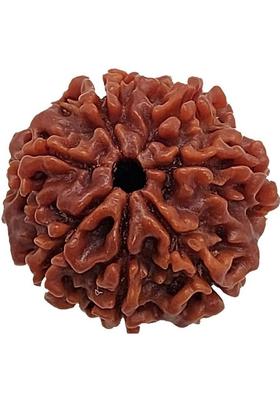 JangraBro 7 Mukhi/ 7 Mukhi Nepali Rudraksha Wood Pendant