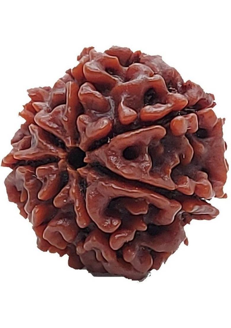 JangraBro 7 Mukhi/ 7 Mukhi Nepali Rudraksha Wood Pendant - Indya