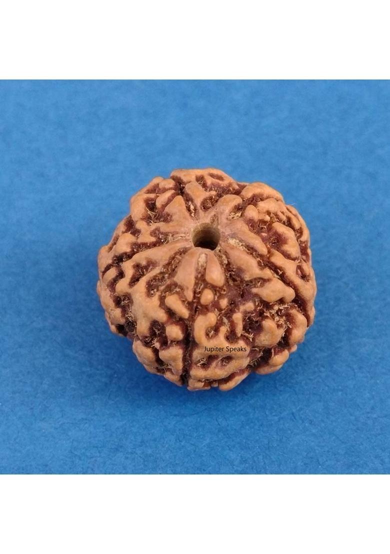 jupiter speaks Premium 5 Mukhi Rudraksha Nepali Chikna Bead Golden Brown Color Beads 15-16 mm Wood Pendant - Indya