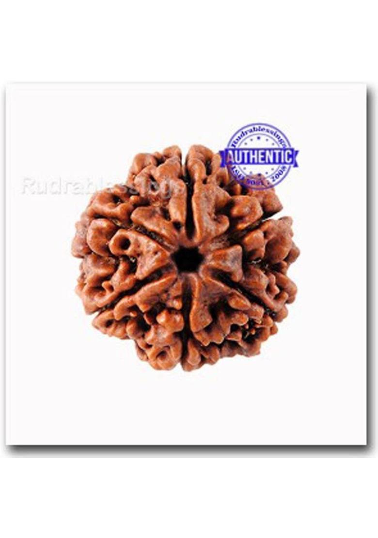 kartik gems 6 mukhi rudraksha ( six face ) 100% original with lab certification Wood Pendant - Indya