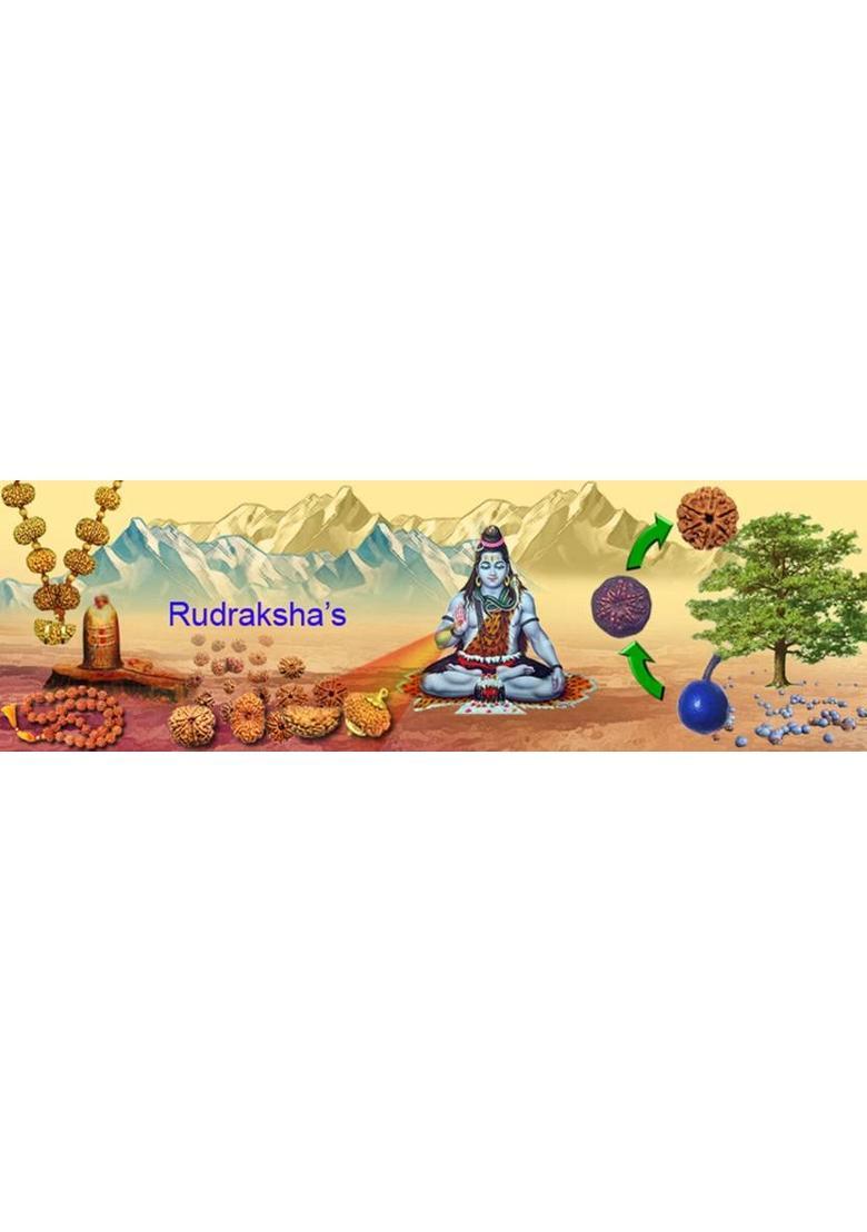 kartik gems 6 mukhi rudraksha ( six face ) 100% original with lab certification Wood Pendant - Indya