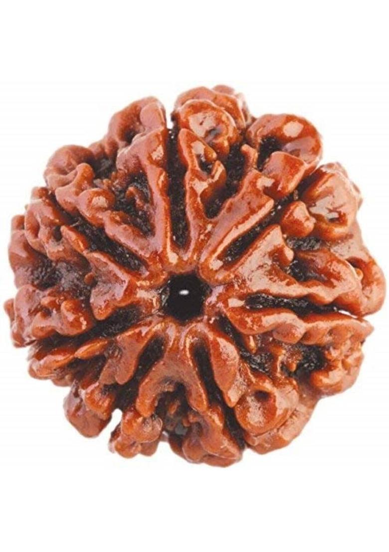 Madhur Creation Nepali 7 Mukhi Rudraksha attracts wealth Wood - Indya