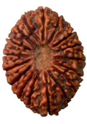 Vegga 17 mukhi rudraksha nepali brown 100% pure Wood
