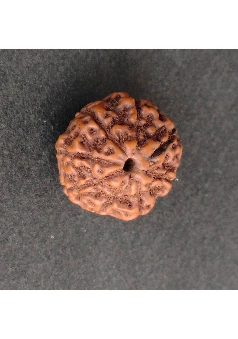 jupiter speaks 7 Mukhi Rudraksha Indonesia 17MM With Lab Certificate Natural Brown Unisex Wood Pendant - Indya
