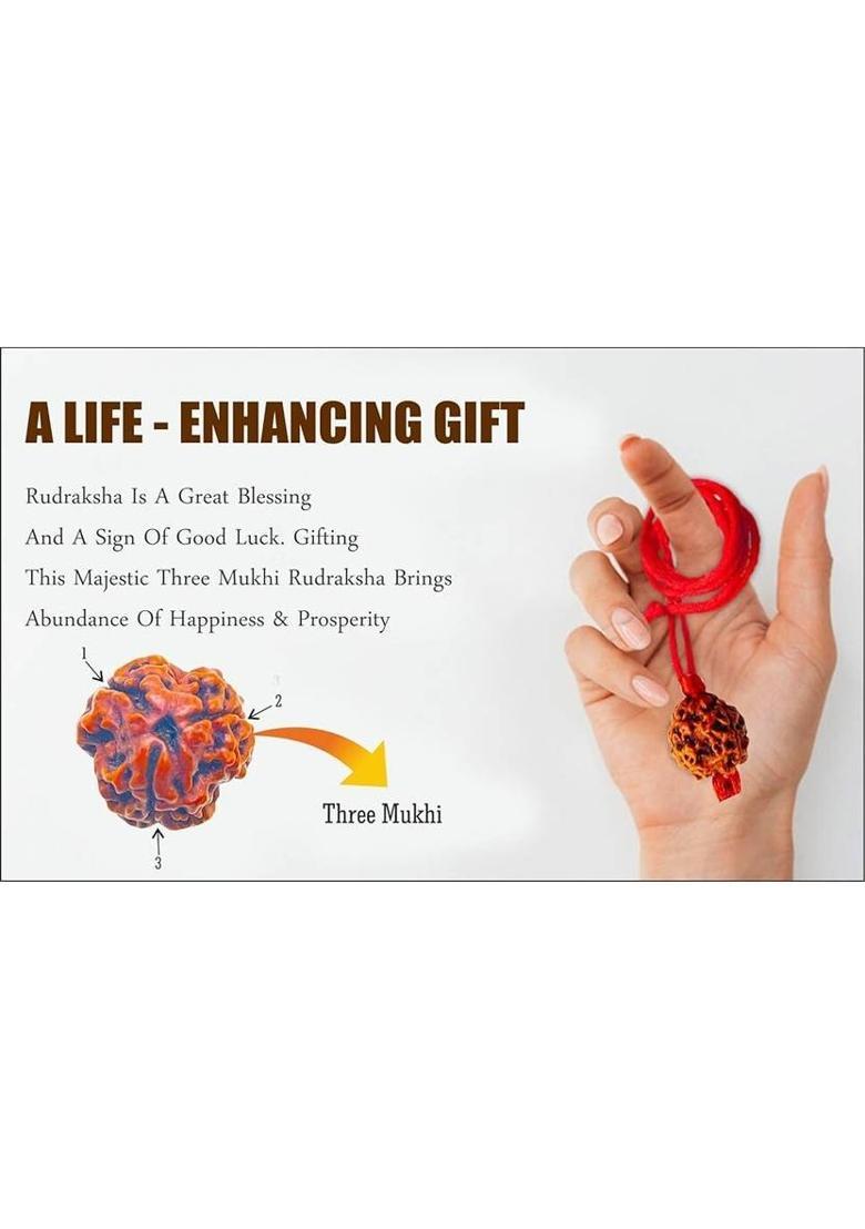 Fine Creation 3 Mukhi Rudraksha ( Three Mukhi ) Certified 100% Original Silver Wood Pendant - Indya