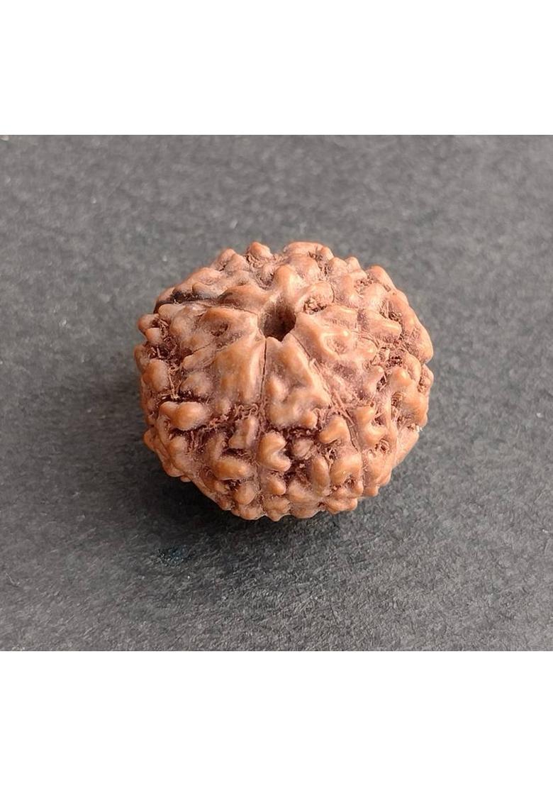 jupiter speaks 7 Mukhi Rudraksha Indonesian 16MM With Lab Certificate Natural Brown Unisex Wood Pendant - Indya