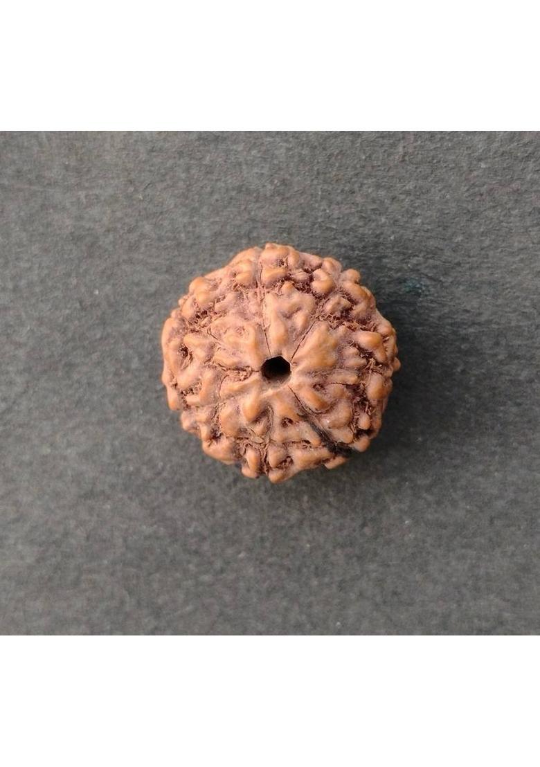 jupiter speaks 7 Mukhi Rudraksha Indonesian 16MM With Lab Certificate Natural Brown Unisex Wood Pendant - Indya