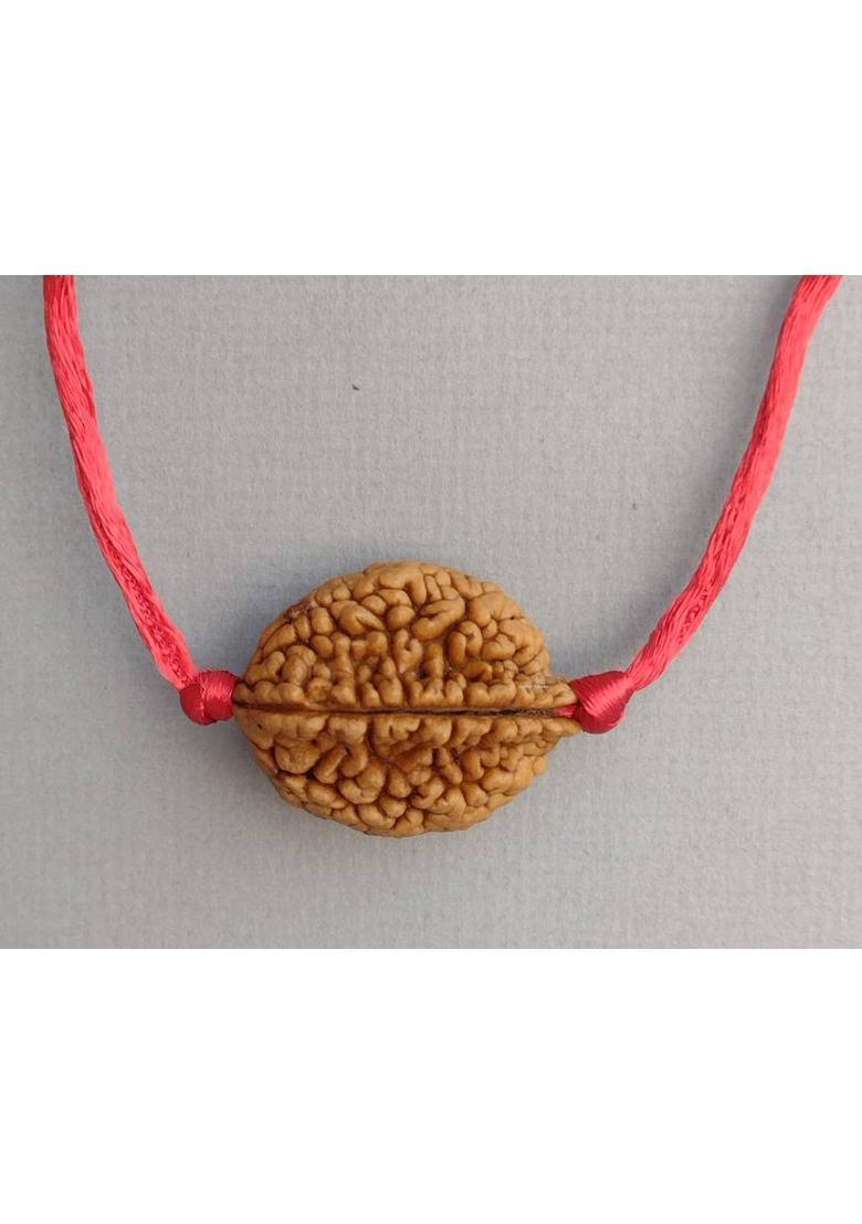 jupiter speaks 2 Mukhi Rudraksha Pendant Indian With Lab Certificate Brown Color Size 26 - 35mm Wood Pendant - Indya