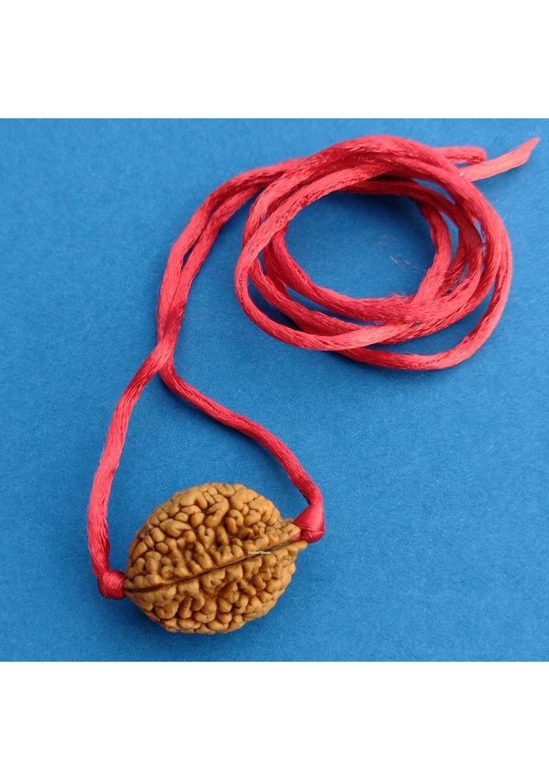 jupiter speaks 2 Mukhi Rudraksha Pendant Indian With Lab Certificate Brown Color Size 26 - 35mm Wood Pendant - Indya