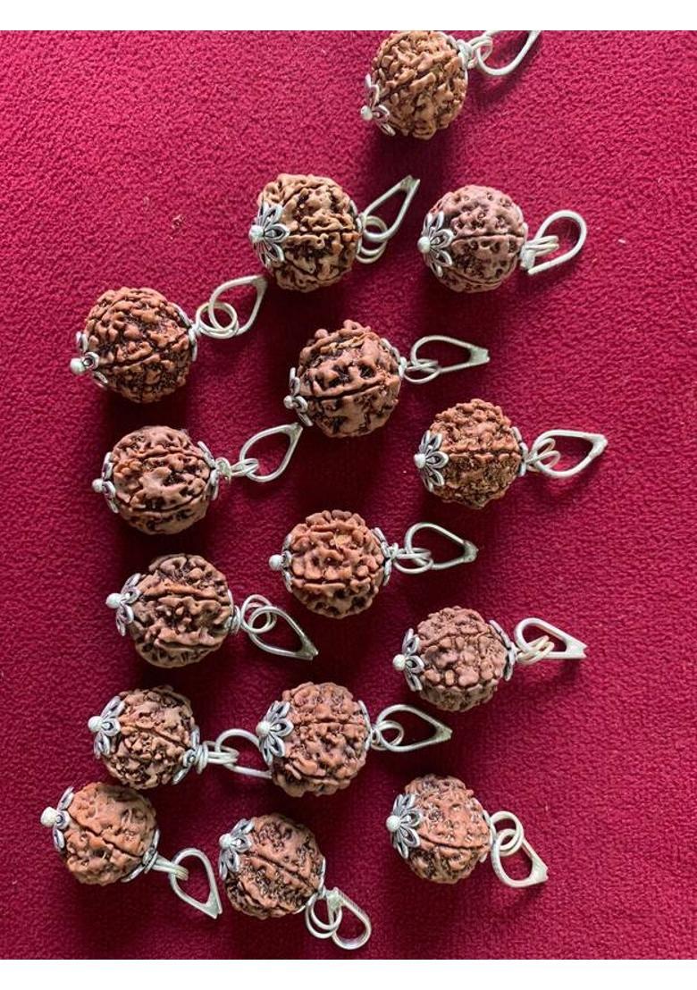 Rudraksham 6 Mukhi Nepali Rudraksha Pendant With Certificate Of Authenticity (Set of 15) Silver Brass Locket Set - Indya