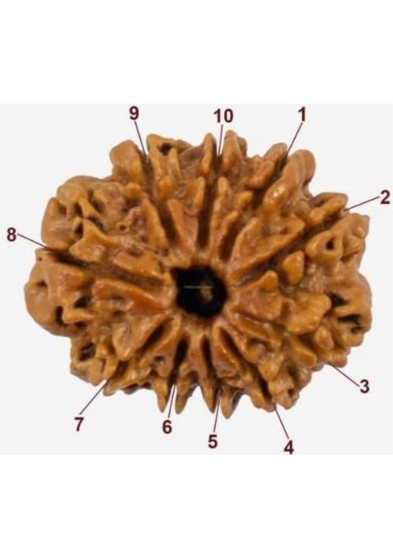 HARIDWARR 10 Mukhi Rudraksha Original and Natural with Lab Report Silver Wood Pendant Wood Locket - Indya