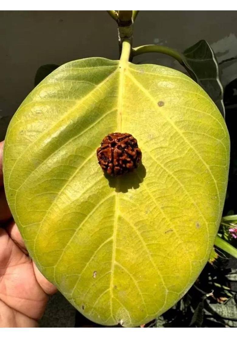 HARIDWARR 10 Mukhi Rudraksha Original and Natural with Lab Report Silver Wood Pendant Wood Locket - Indya