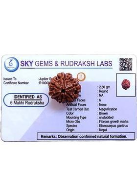 jupiter speaks 6 Mukhi Rudraksha Nepali With Lab Certificate Six Faced Bead for Men & Women Wood Pendant