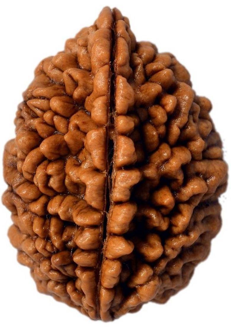 Takshila Gems Natural 2 Mukhi Rudraksha (2 Face Rudraksha) Lab Certified Rudraksha, Two Face Rudraksha Wood Pendant - Indya
