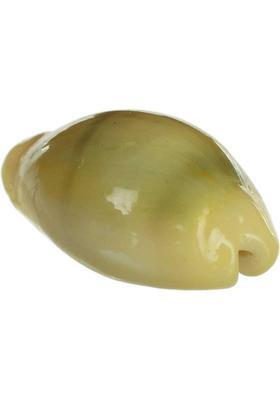 PMW Natural Lakshmi - Peeli Kodi - Kauri - Kowri - Cowry - Kaudi - Cowrie - Gavvalu - Loose Packed (Yellow ) - 11 Pieces Marble Yantra&nbsp;&nbsp;(Pack of 11)