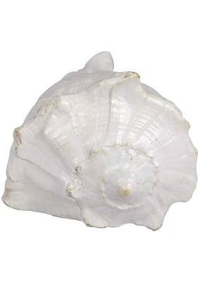 Jewelswonder Prabhu Drishti Dakshinavarti Shankh Marble Yantra&nbsp;&nbsp;(Pack of 1)