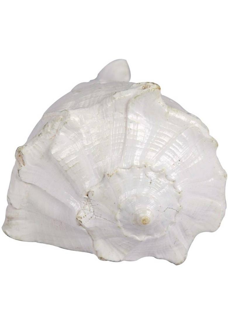 Jewelswonder Prabhu Drishti Dakshinavarti Shankh Marble Yantra&nbsp;&nbsp;(Pack of 1) - Indya