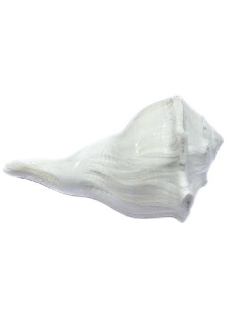 Jewelswonder Prabhu Drishti Dakshinavarti Shankh Marble Yantra&nbsp;&nbsp;(Pack of 1) - Indya