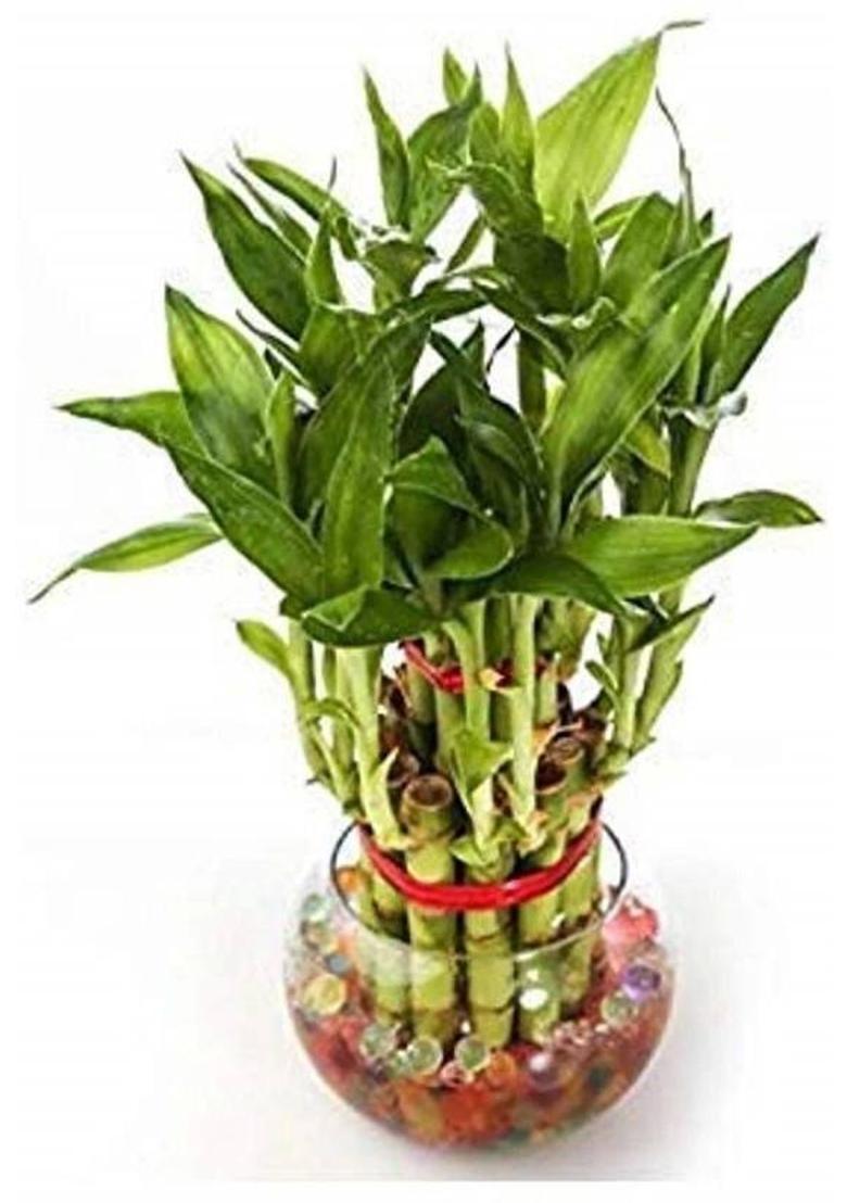 Feng Shui Art Vastu / Lord Kuber For Wealth And Success� Decorative Showpiece - 12 cm&nbsp;&nbsp;(Polyresin, Gold) - Indya