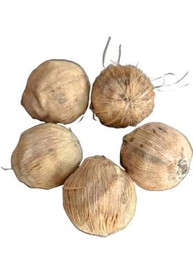 LUXMIRAMNA Laghu Nariyal, Mahalakshmi Small Coconut for Luxmi / Diwali Puja -Set of 5 , Prayer Kit