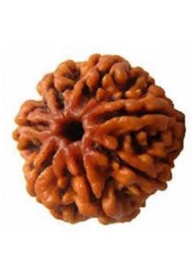 Jewelswonder 7 Mukhi Original Nepali Rudraksha Bead 7 Face Rudraksha beads Wood