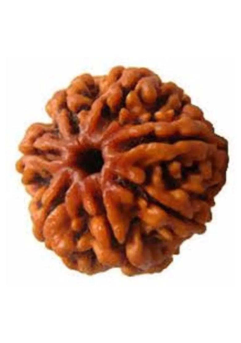 Jewelswonder 7 Mukhi Original Nepali Rudraksha Bead 7 Face Rudraksha beads Wood - Indya