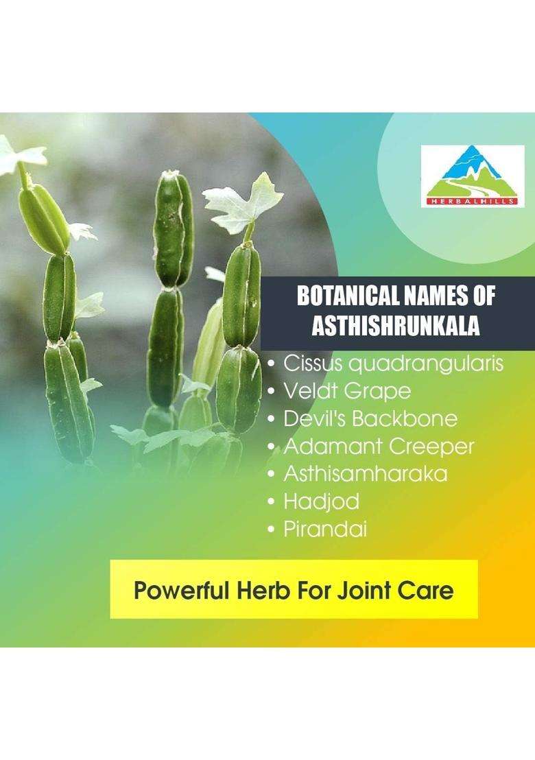 Herbal Hills Asthishrunkala Cissus Quadrangularis Powder, 1 kg | Natural Herbal Care - Indya