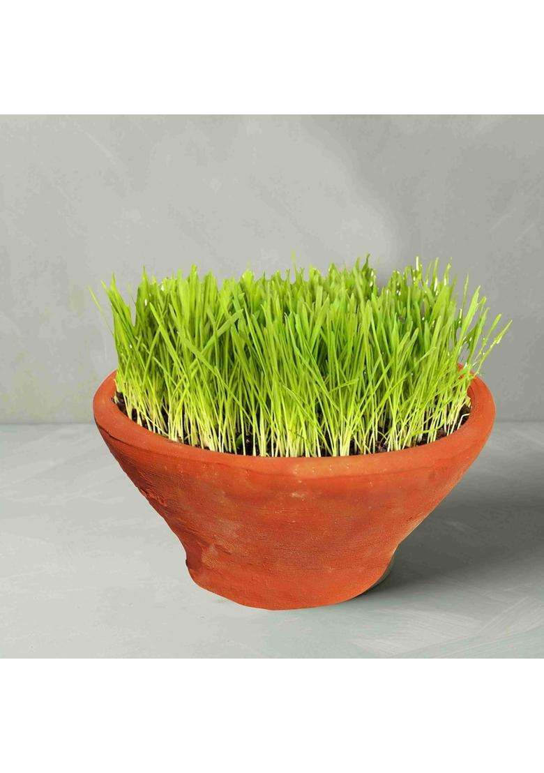 Pure Source India Natural Clay Dahi Handi Mitti Handi Curd Pot Without Lid | 400 ml | 13.5 fl oz - Indya